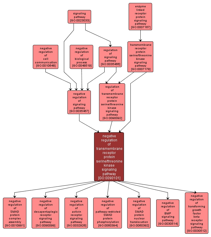 GO:0090101 - negative regulation of transmembrane receptor protein serine/threonine kinase signaling pathway (interactive image map)