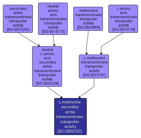 GO:0000102 - L-methionine secondary active transmembrane transporter activity (interactive image map)