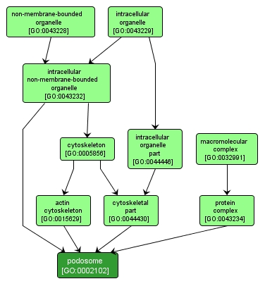 GO:0002102 - podosome (interactive image map)