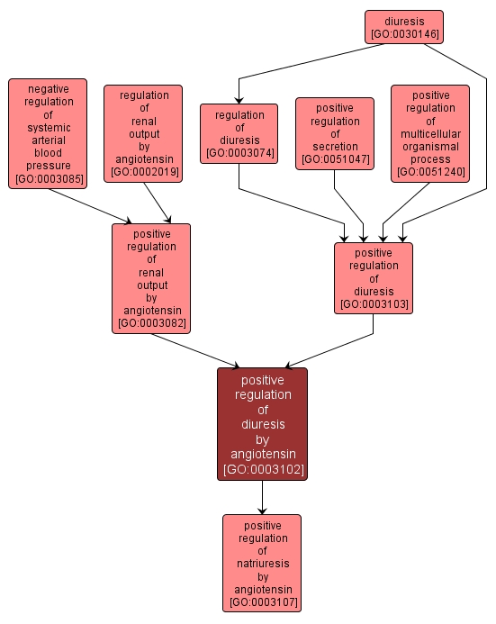GO:0003102 - positive regulation of diuresis by angiotensin (interactive image map)