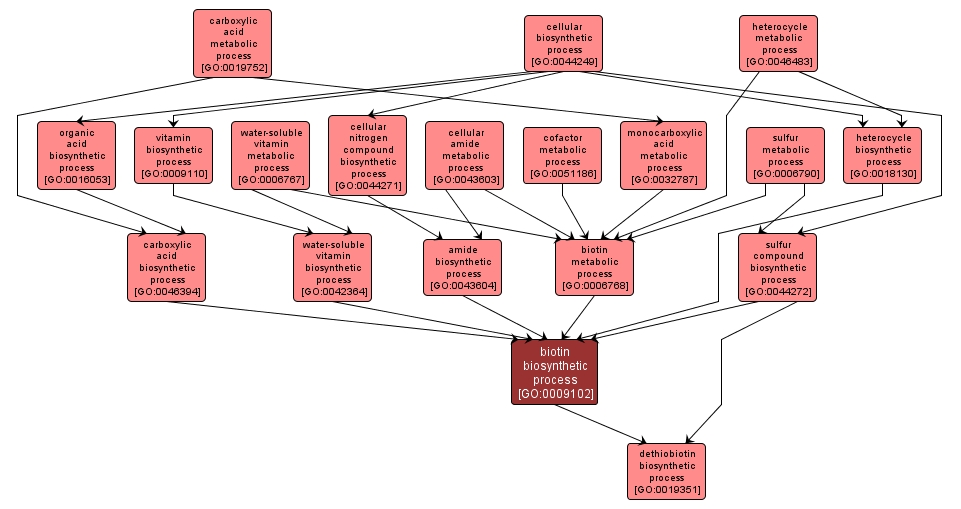 GO:0009102 - biotin biosynthetic process (interactive image map)