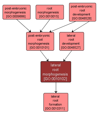 GO:0010102 - lateral root morphogenesis (interactive image map)