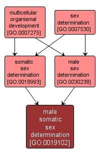 GO:0019102 - male somatic sex determination (interactive image map)