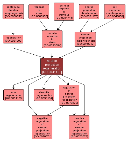 GO:0031102 - neuron projection regeneration (interactive image map)