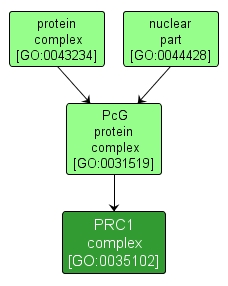 GO:0035102 - PRC1 complex (interactive image map)