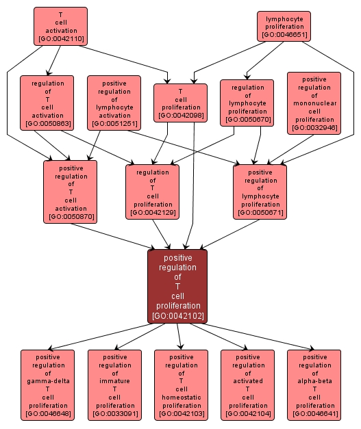 GO:0042102 - positive regulation of T cell proliferation (interactive image map)