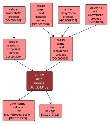 GO:0043102 - amino acid salvage (interactive image map)