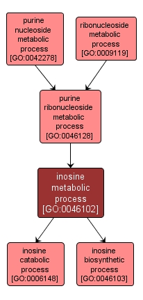 GO:0046102 - inosine metabolic process (interactive image map)