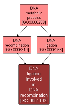 GO:0051102 - DNA ligation involved in DNA recombination (interactive image map)