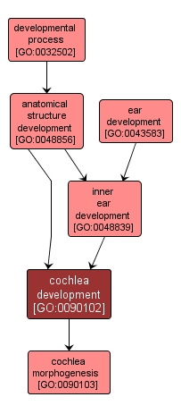 GO:0090102 - cochlea development (interactive image map)