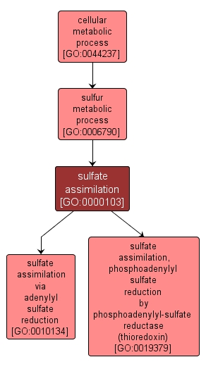 GO:0000103 - sulfate assimilation (interactive image map)