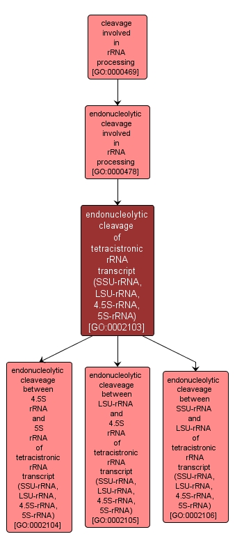 GO:0002103 - endonucleolytic cleavage of tetracistronic rRNA transcript (SSU-rRNA, LSU-rRNA, 4.5S-rRNA, 5S-rRNA) (interactive image map)