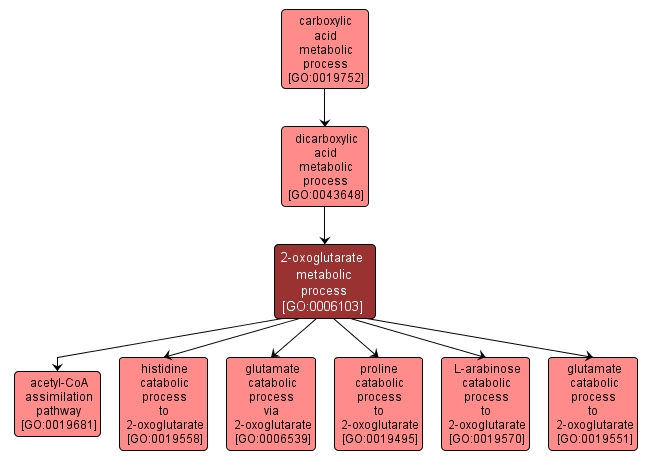 GO:0006103 - 2-oxoglutarate metabolic process (interactive image map)