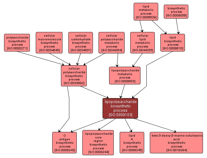 GO:0009103 - lipopolysaccharide biosynthetic process (interactive image map)