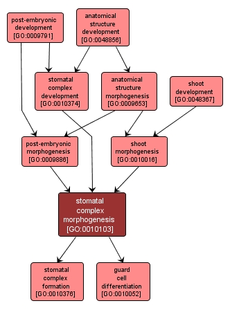 GO:0010103 - stomatal complex morphogenesis (interactive image map)