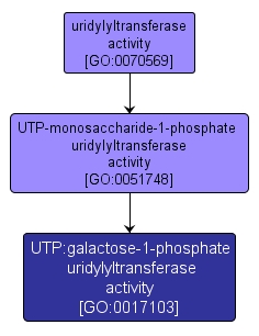 GO:0017103 - UTP:galactose-1-phosphate uridylyltransferase activity (interactive image map)
