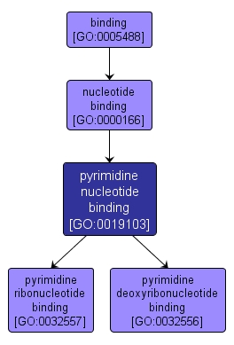 GO:0019103 - pyrimidine nucleotide binding (interactive image map)