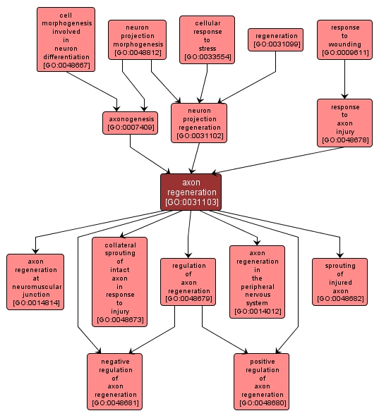 GO:0031103 - axon regeneration (interactive image map)