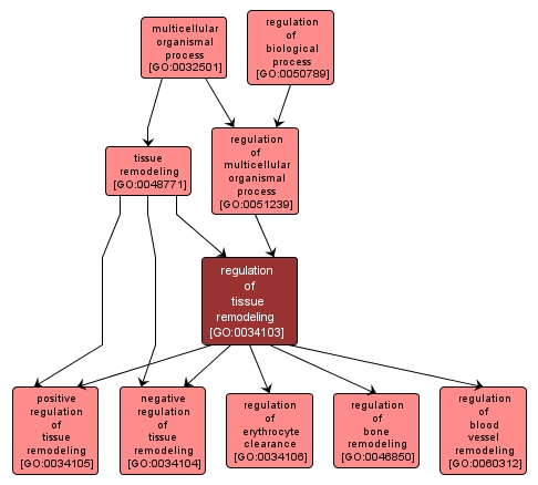 GO:0034103 - regulation of tissue remodeling (interactive image map)