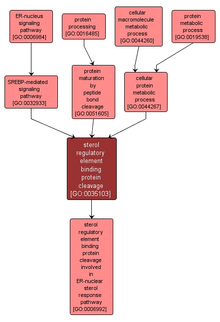 GO:0035103 - sterol regulatory element binding protein cleavage (interactive image map)