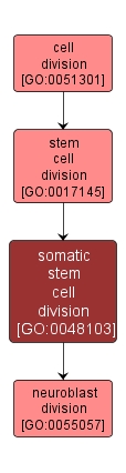 GO:0048103 - somatic stem cell division (interactive image map)