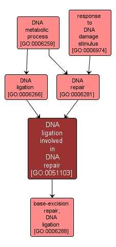 GO:0051103 - DNA ligation involved in DNA repair (interactive image map)