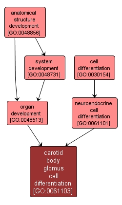 GO:0061103 - carotid body glomus cell differentiation (interactive image map)