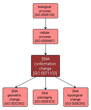 GO:0071103 - DNA conformation change (interactive image map)