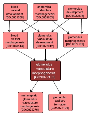 GO:0072103 - glomerulus vasculature morphogenesis (interactive image map)