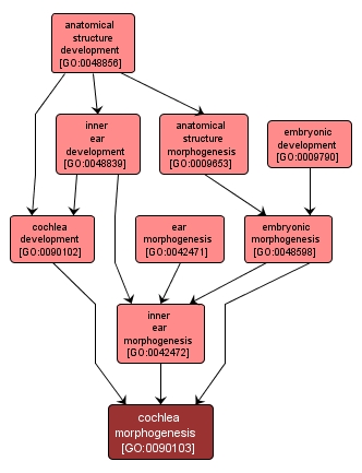 GO:0090103 - cochlea morphogenesis (interactive image map)