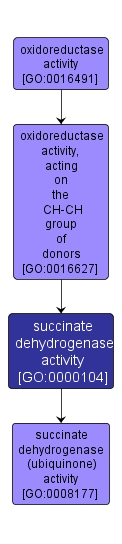 GO:0000104 - succinate dehydrogenase activity (interactive image map)