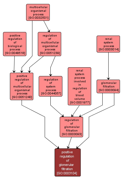 GO:0003104 - positive regulation of glomerular filtration (interactive image map)