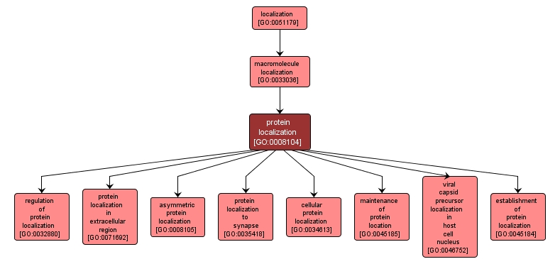 GO:0008104 - protein localization (interactive image map)