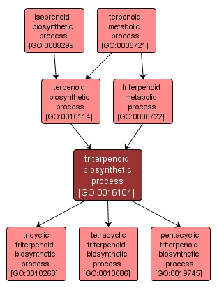 GO:0016104 - triterpenoid biosynthetic process (interactive image map)