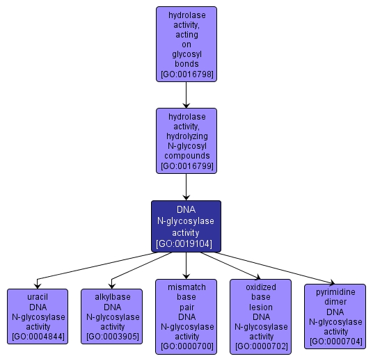 GO:0019104 - DNA N-glycosylase activity (interactive image map)