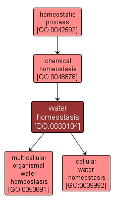 GO:0030104 - water homeostasis (interactive image map)