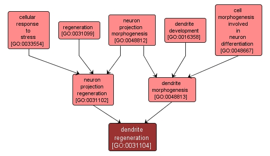 GO:0031104 - dendrite regeneration (interactive image map)