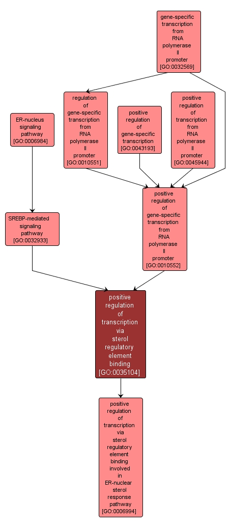 GO:0035104 - positive regulation of transcription via sterol regulatory element binding (interactive image map)