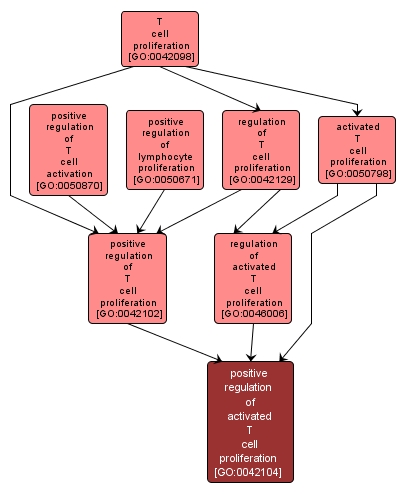 GO:0042104 - positive regulation of activated T cell proliferation (interactive image map)