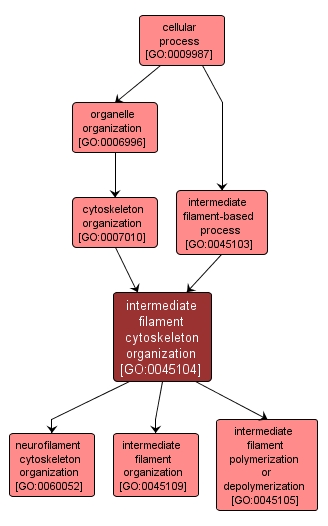 GO:0045104 - intermediate filament cytoskeleton organization (interactive image map)