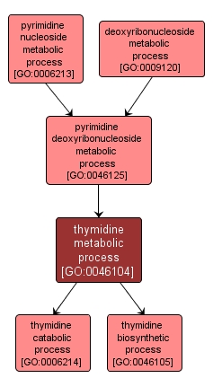GO:0046104 - thymidine metabolic process (interactive image map)