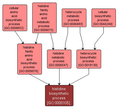 GO:0000105 - histidine biosynthetic process (interactive image map)