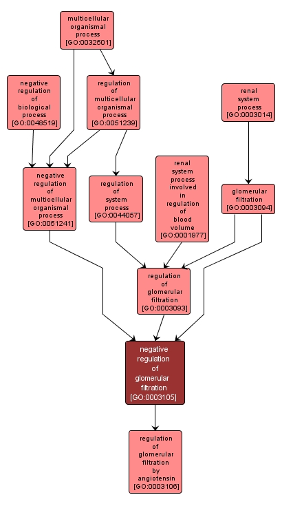 GO:0003105 - negative regulation of glomerular filtration (interactive image map)