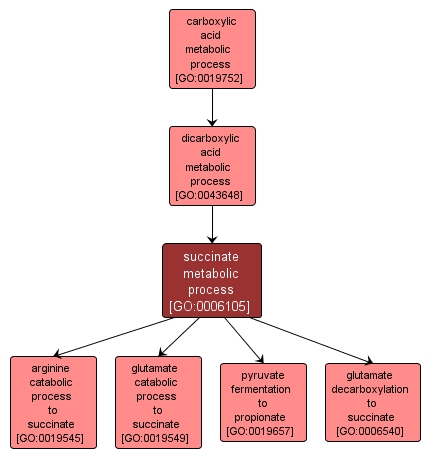 GO:0006105 - succinate metabolic process (interactive image map)