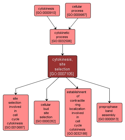 GO:0007105 - cytokinesis, site selection (interactive image map)