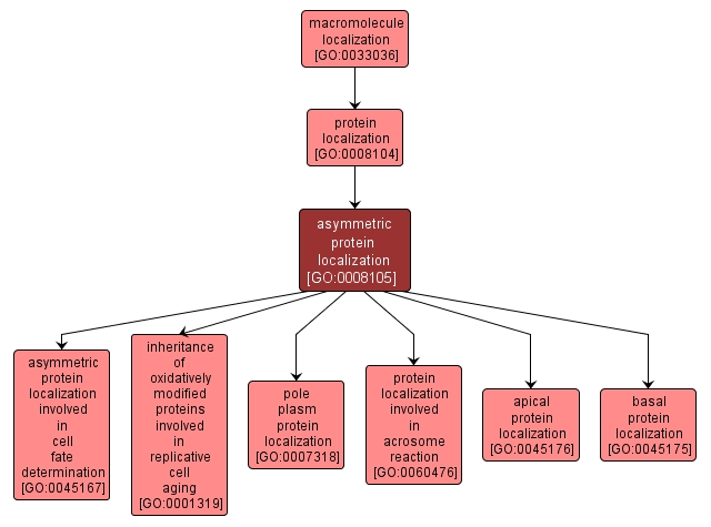 GO:0008105 - asymmetric protein localization (interactive image map)