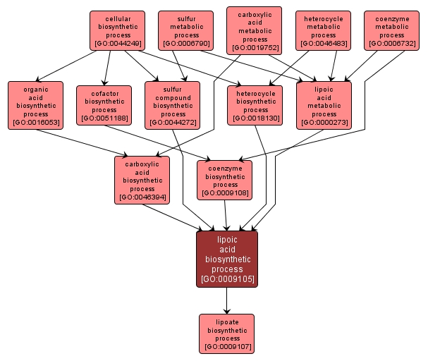 GO:0009105 - lipoic acid biosynthetic process (interactive image map)