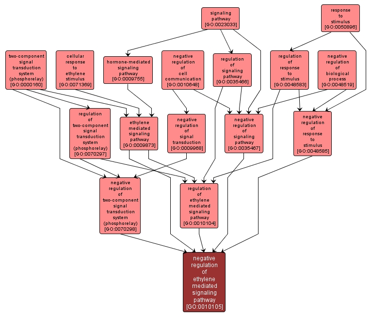 GO:0010105 - negative regulation of ethylene mediated signaling pathway (interactive image map)