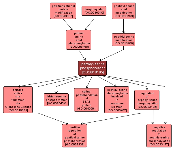 GO:0018105 - peptidyl-serine phosphorylation (interactive image map)