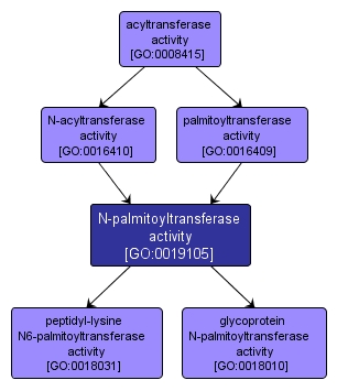 GO:0019105 - N-palmitoyltransferase activity (interactive image map)